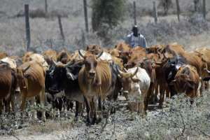 Four days of cattle raids and revenge attacks in northern Kenya have left 75 people dead.  By Simon Maina (AFP/File)