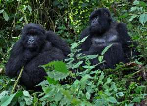 Two of four strains of the virus that can cause AIDS come from gorillas in southwestern Cameroon, an international team of scientists has reported in the United States.  By Ivan Lieman AFPFile