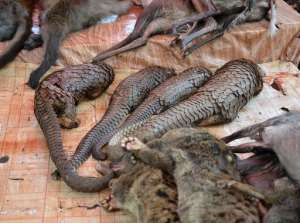 Pangolins and other animals are displayed for sale at the Owendo market in Libreville on August 8, 2014.  By Celia Lebur AFPFile