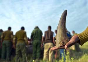 South Africa says 1,215 rhinos were killed in 2014 for their horn which is used as a traditional medicine in East Asia.  By Tony Karumba AFP