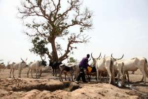 A Fulani herdsman water his cattle on a dusty plain between Malkohi and Yola town in Nigeria on May 7, 2015.  By Emmanuel Arewa AFPFile
