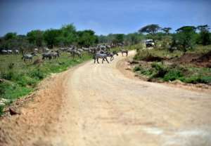 Zebras cross a road in the Serengeti national park in northern Tanzania. By Tony Karumba (AFP/File)