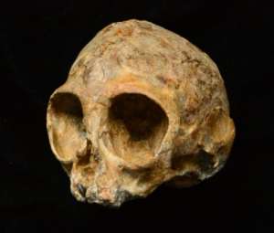This picture received from the Leakey Foundation via the Nature website on August 9, 2017 shows an infant ape cranium named as Alesi, excavated from the site of an archaeological dig at Napudet, west of Lake Turkana in Kenya.  By FRED SPOOR THE LEAKEY FOUNDATIONAFP