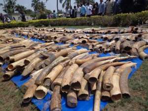 Picture taken on February 4, 2014 shows a haul of ivory at the security ministry in Togo's capital Lome seized at the city's autonomous port.  By Emile Kouton AFPFile
