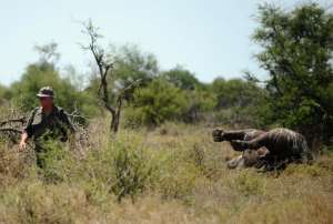 South Africa, home to the worlds largest rhino population, is facing a poaching crisis with 1,215 animals killed in 2014, with most of the attacks in Kruger National Park.  By  (AFP/File)