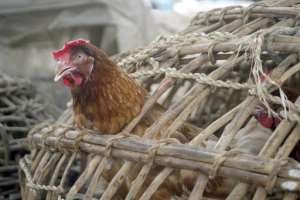 Officials say there is no indication the bird flu outbreak in Nigeria was the H5N1 strain, which has killed more than 400 people worldwide since 2003.  By Pius Utomi Ekpei AFPFile