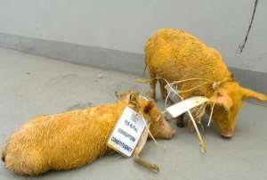 Two painted piglets outside the Uganda parliament building on June 17, 2014 in Kampala.  By  AFP