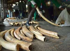 Staff members of the Kenya Wildlife Services do the inventory of illegal elephant ivory stockpiles in Nairobi on July 21, 2015.  By Tony Karumba AFPFile