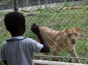 A child looks at a lion, donated by South Africa, in an enclosure at Abidjan Zoo, on March 10, 2015.  By Sia Kambou AFPFile