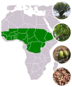 Shea Butter Producing Countries In Africa