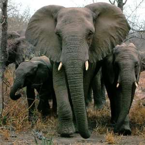 World Animal Protection On The Death Of Hundreds Of Elephants In Botswana