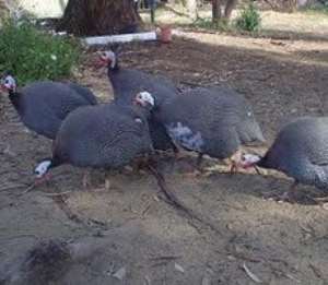 SADA blows GH¢47 million on guinea fowl, afforestation projects