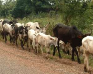 The free movement of cattle on the plains and the attendant destruction of farms, have always caused conflicts between farmers and Fulani herdsmen.