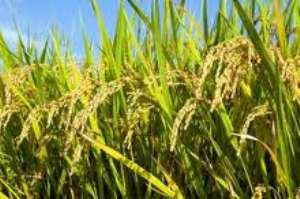 Ghanaian farmers to access new rice and sorghum varieties