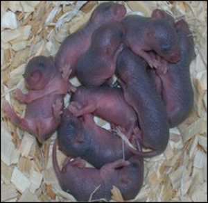 Mice that are abandoned