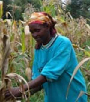 It s harvest time in Bommett, in south-west Kenya. Like many other farmers, Anne Rono stands amongst dry maize leaves, bringing in the harvest with the help of the seven children.