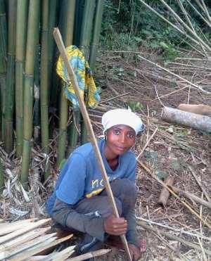 Bamboo Farmers