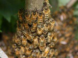 Bee Keeping: Resilient Livelihood Strategy For Sustainable Agriculture And Job Creation