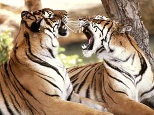 In Cameroon Tigers Change their Spots