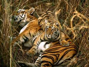 Saving the Tigers from extinction