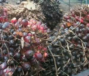 Palm Oil Next 'Gold' For Ghana