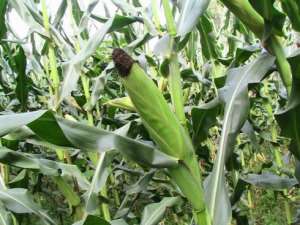 Early Maturing Maize Parental Lines At IITA Hold Drought Tolerance That Could Save Farmers In Africa