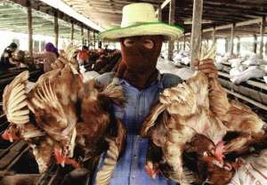 West African experts meet on bird flu control