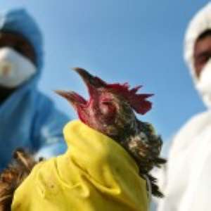 Bird Flu Hits 35 Poultry Farms
