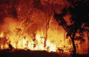 ANNUAL BUSH FIRE IN THE SAVANNA REGION, A POTENTIAL THREAT TO THE AFFORESTATION PROGRAMME OF THE SAVANNA ACCELERATED DEVELOPMENT AUTHORITY (SADA)