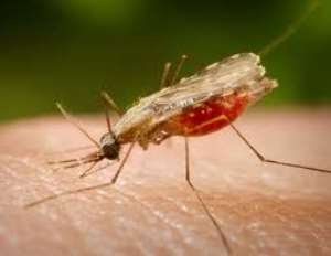 Let's step up the campaign to roll back malaria