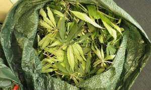 Cannabis, The Law And Ghanas Year Of Return: Fate Of Returnees