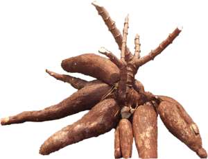 We Are Not Responsible For Cassava Shortage