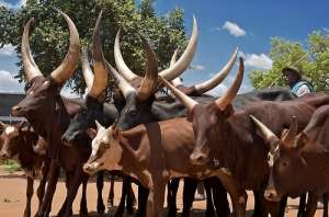 Fulani Herdsmen Target Sekyere Central With Their Cattle Invasion