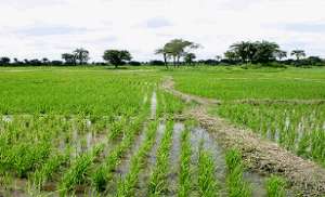 Brown Rice to raise the economic stakes of Avatime areas