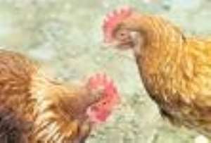 FAO warns that bird flu remains potent threat