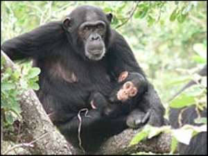 HIV origin 'found in wild chimps'