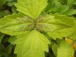 Acheamopong leaf is harmful to the skin - Red Cross