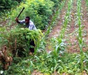 The impact of climate change on crop farming: The Ghanaian traditional farming season needs a review