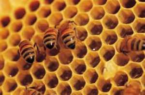 Honey makers bracing up for suppliers for export