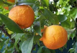 Oranges estimated to cost over GH10,000 had gone rotten due to unfavourable marketing conditions.