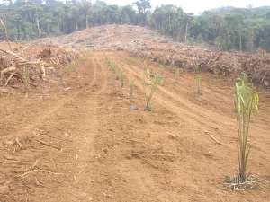 Clearing forest to plant oil palms in Talangaye