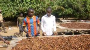 OPOKU GAKPO WRITES: THE BLEAK FUTURE OF OUR COCOA INDUSTRY