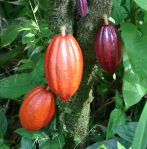 Ghana reassures grinders over cocoa crop sale