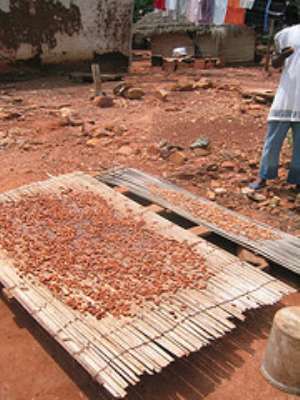 Cocoa Farmers in Ghana Get a Sweeter Deal With US Chocolate Launch