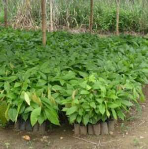 Nkawkaw District cocoa office supplies 321,695 hybrid cocoa seedlings