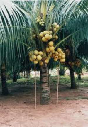 Jomoro DCE supervises felling of coconut trees