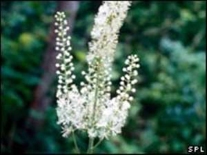 Black cohosh can cause serious side effects