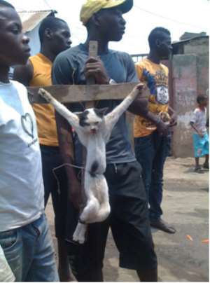 Society for animal protection decries crucifixion of a cat