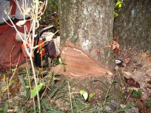 Chainsaw operators arrested for felling trees in Esuboni Forest Reserve