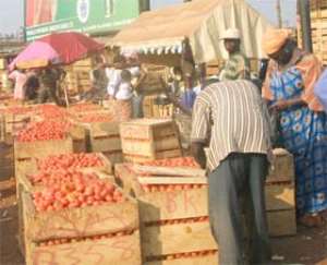 Tomato Glut Hits Brong Ahafo